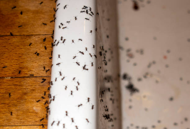 Best Local Pest Control Services  in Sagamore, MA
