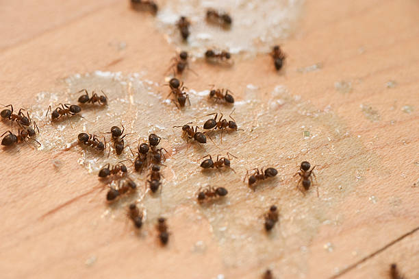 Best Wildlife Control Services  in Sagamore, MA
