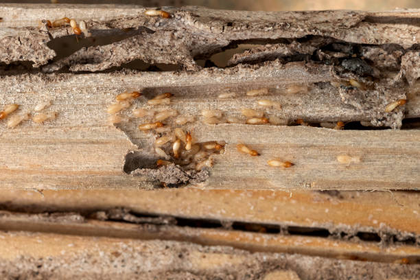 Best Bed Bug Extermination  in Sagamore, MA