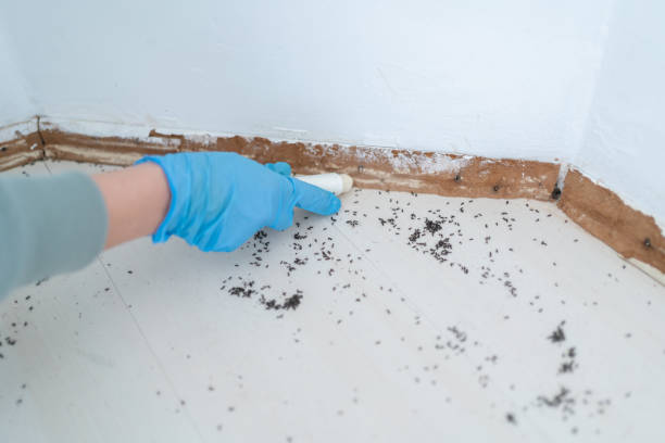 Best Wasp Removal Services  in Sagamore, MA